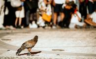 DSC05788-10.jpg